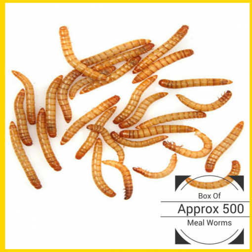 Mealworms Pack Of 500+ Bugfarm New Zealand