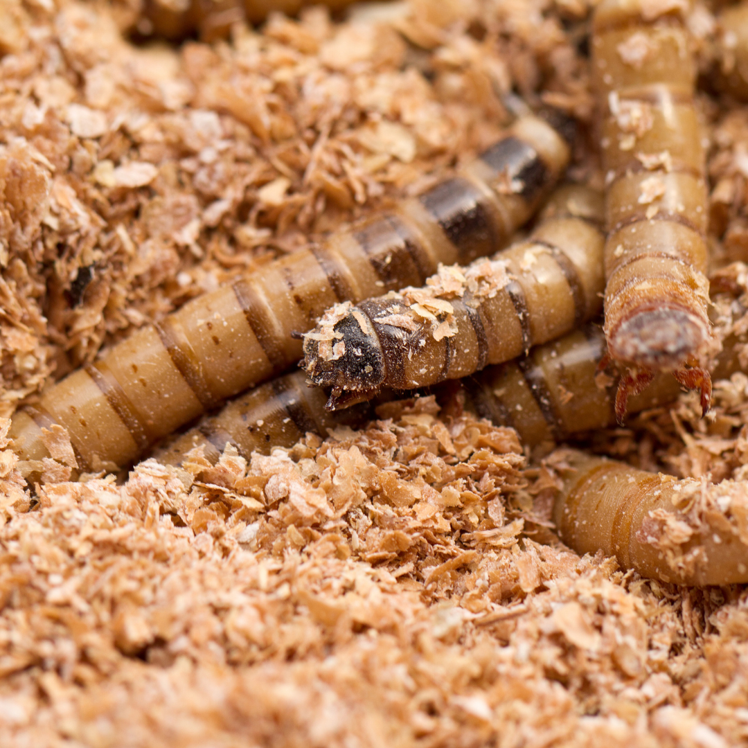 Mealworms Bugfarm New Zealand