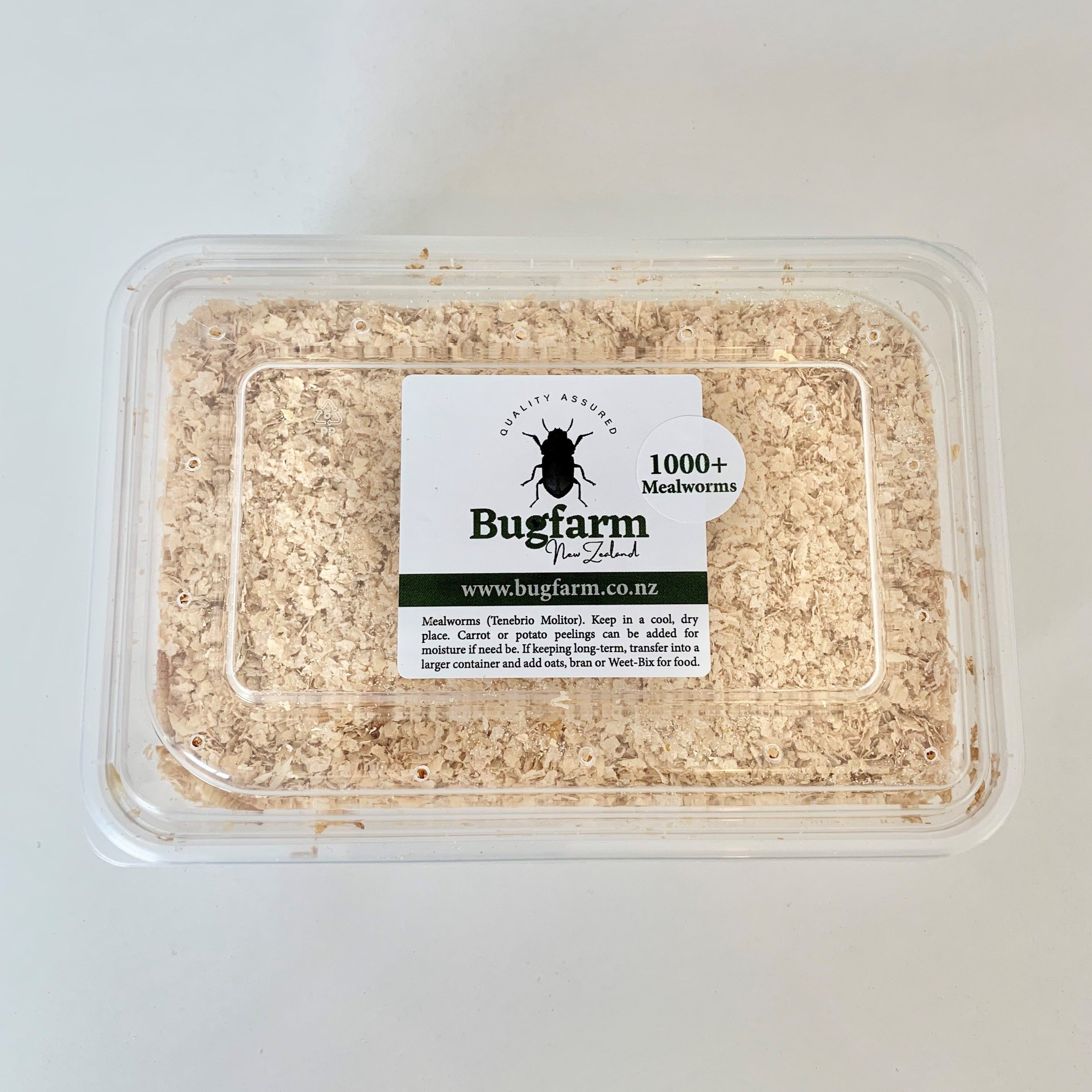 Medium And Large Mealworms Pack Of 1000+ Bugfarm New Zealand