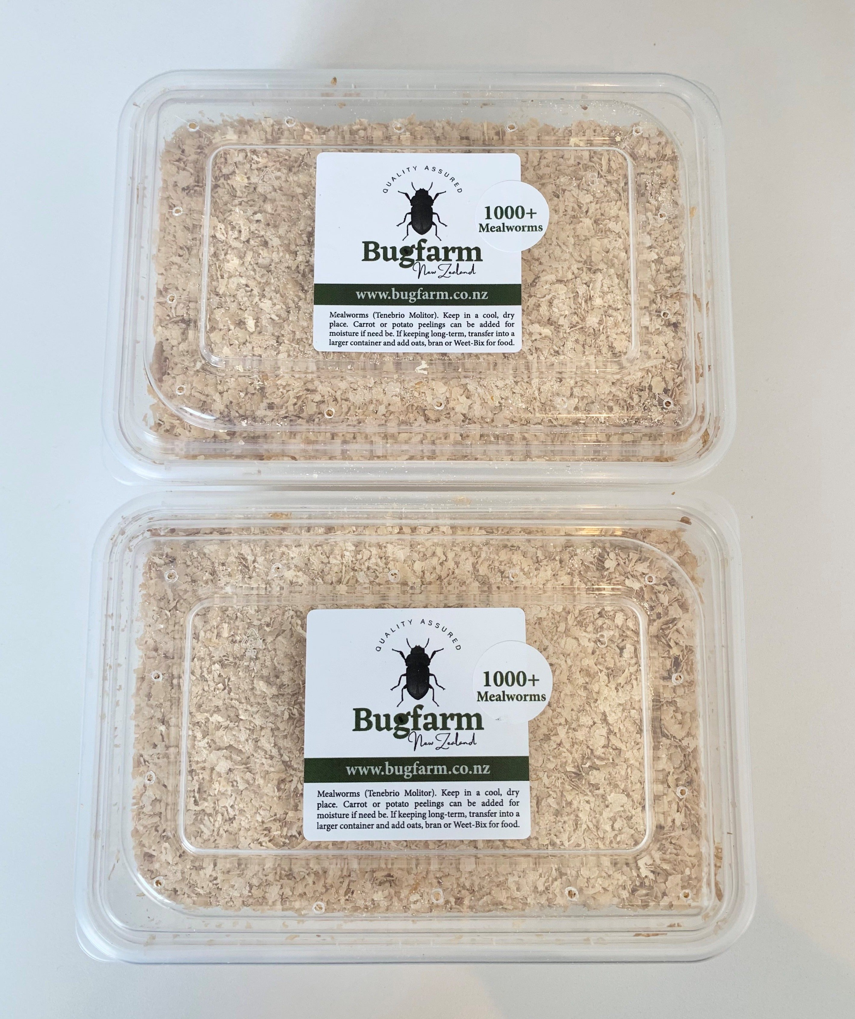 Medium And Large Mealworms Pack Of 2000+ Bugfarm New Zealand
