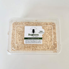 Load image into Gallery viewer, Medium And Large Mealworms – Pack Of 500+