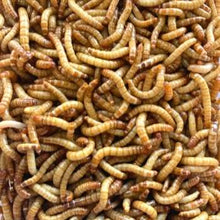 Load image into Gallery viewer, Medium And Large Mealworms – Pack Of 2000+