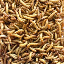 Load image into Gallery viewer, Medium And Large Mealworms – Pack Of 500+
